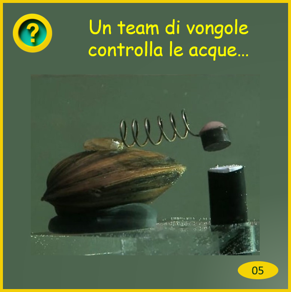 vongole