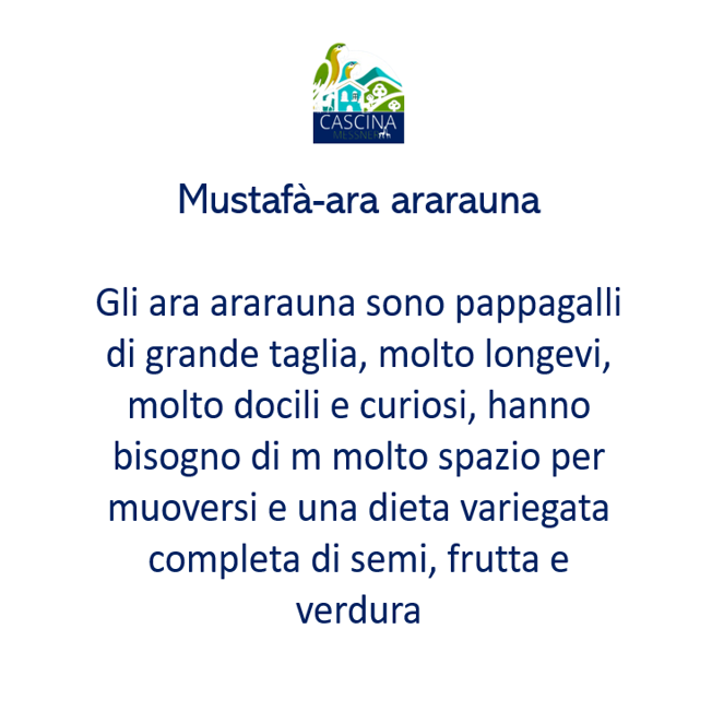 mustafà 1