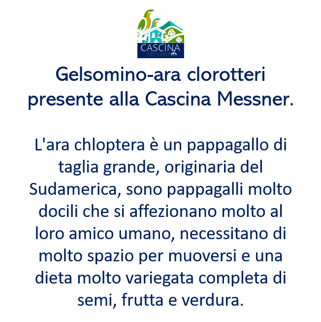 gelsomino 1